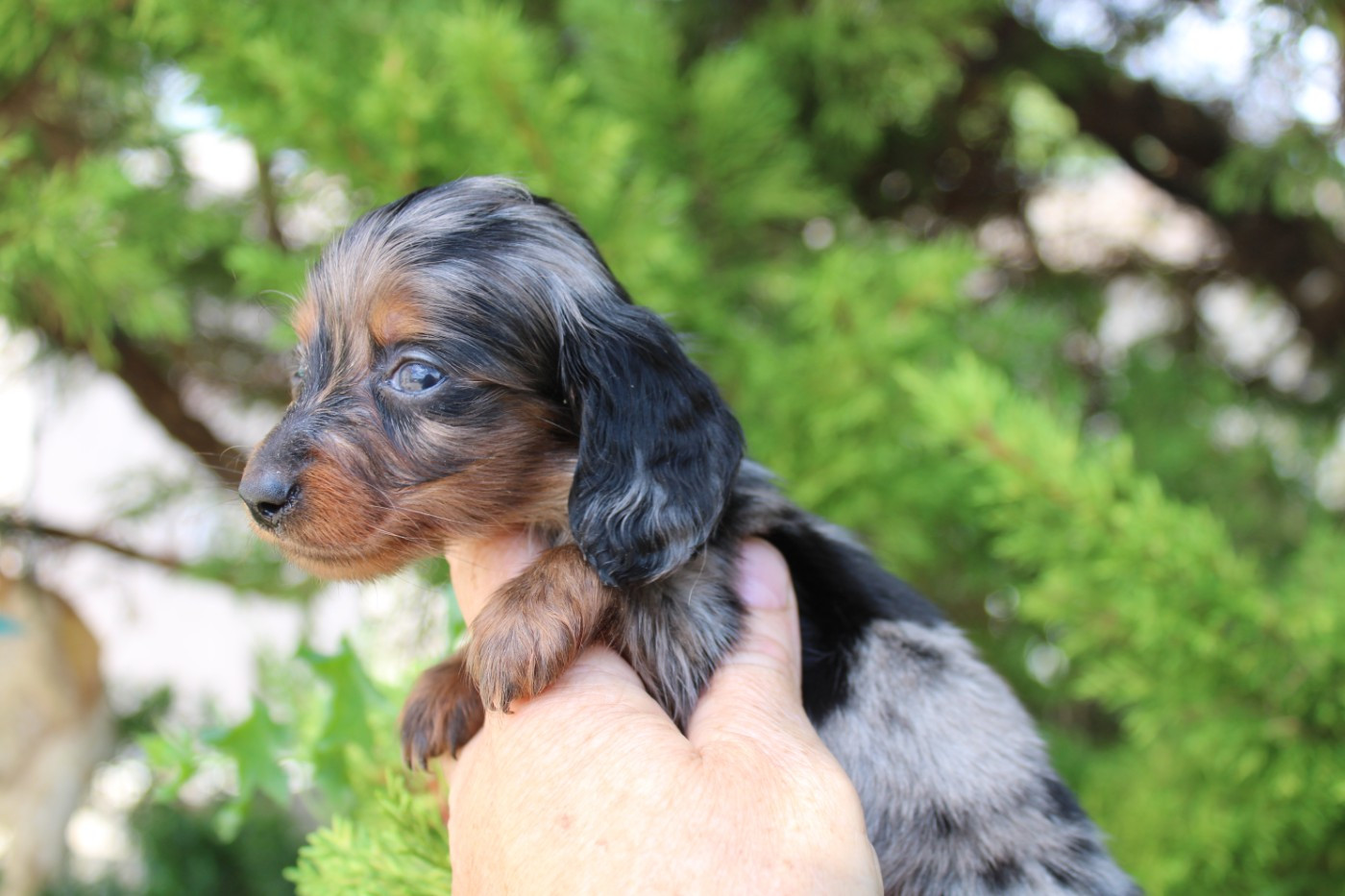 du domaine de luard - Chiots disponibles - Teckel poil long