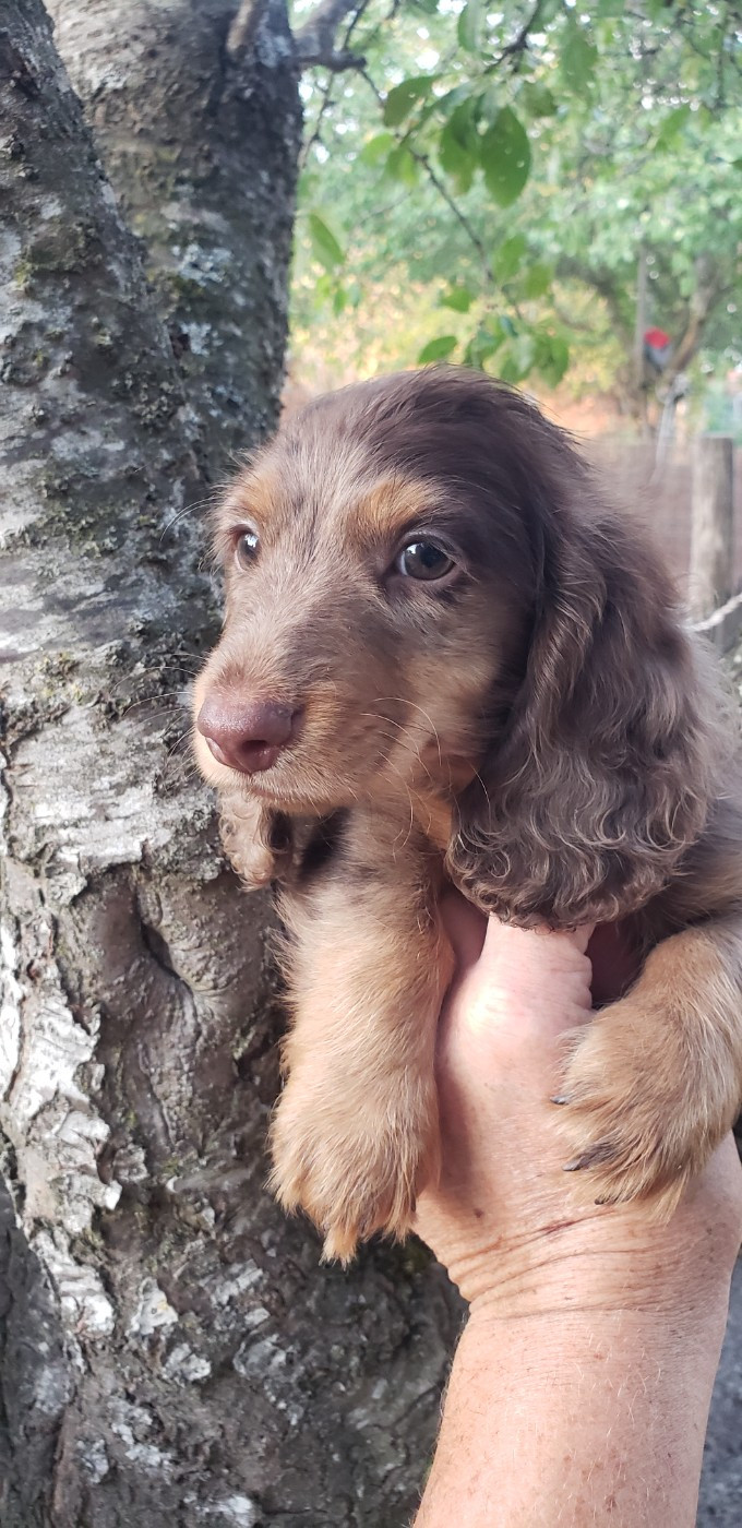 du domaine de luard - Chiots disponibles - Teckel poil long