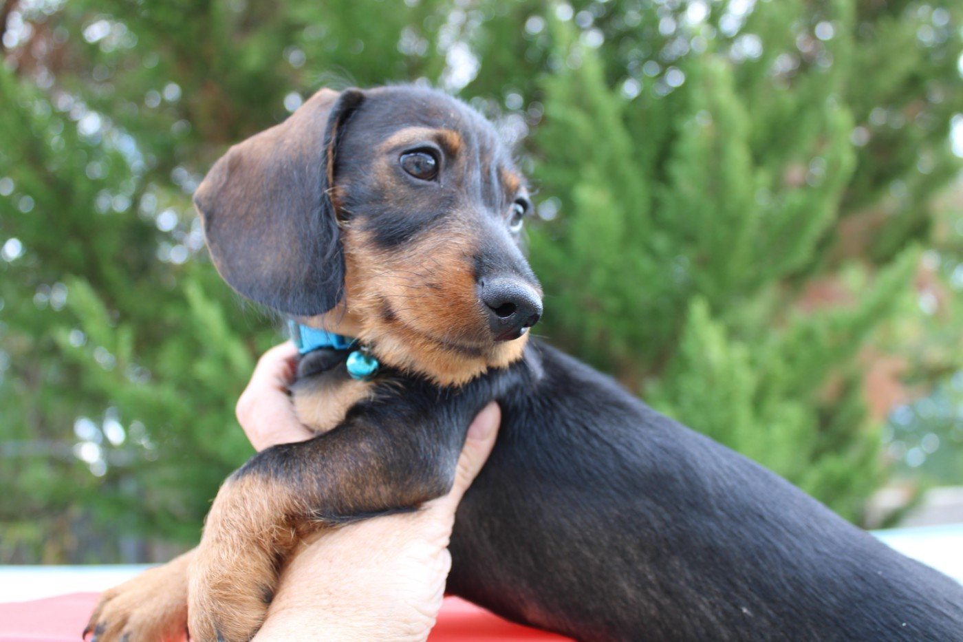 du domaine de luard - Chiots disponibles - Teckel poil dur