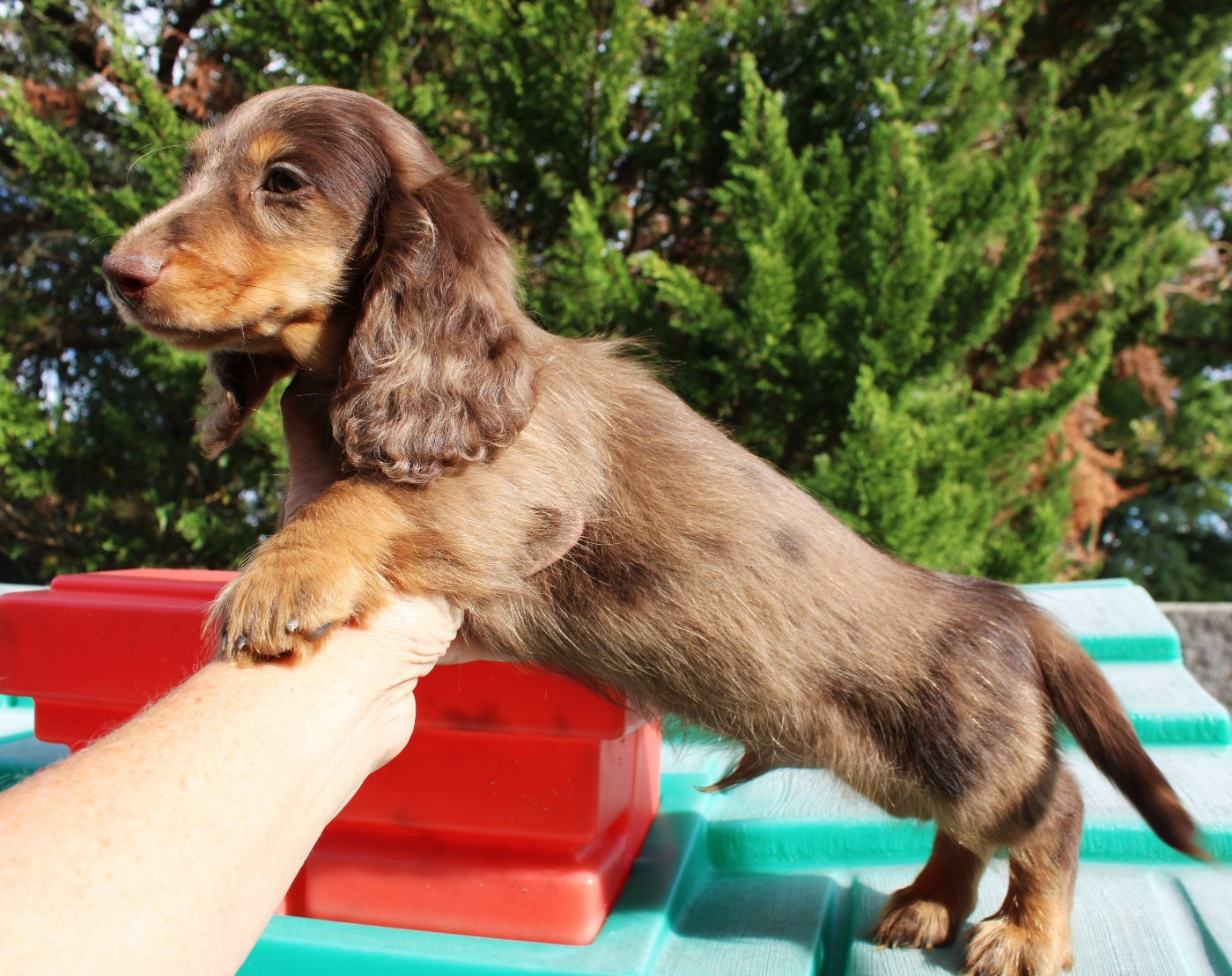 du domaine de luard - Chiots disponibles - Teckel poil long
