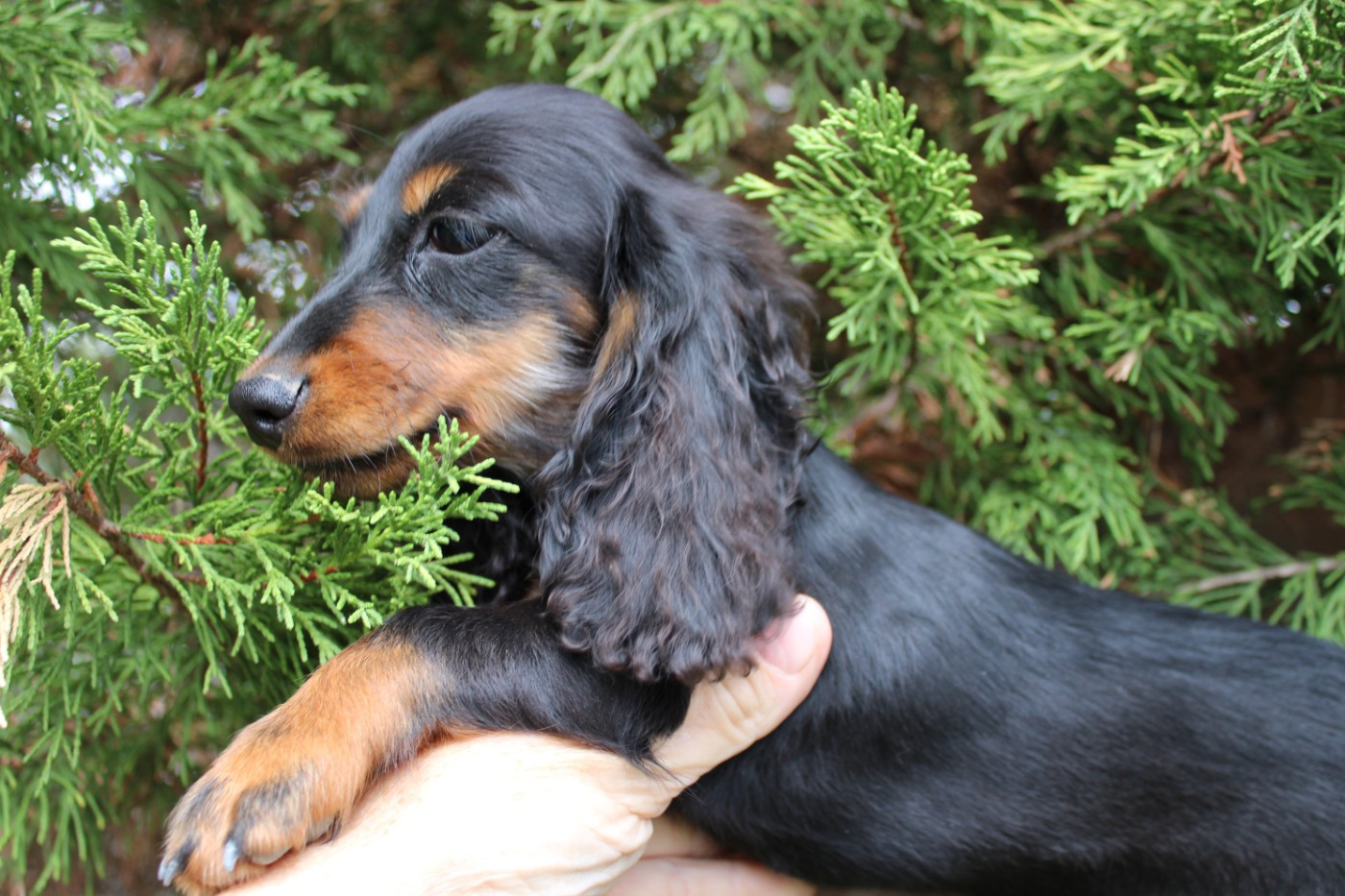 du domaine de luard - Chiots disponibles - Teckel poil long