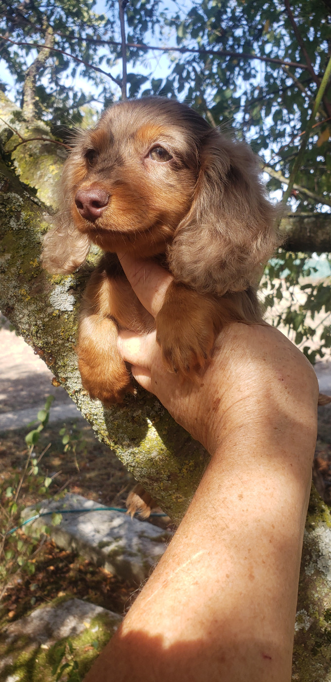 du domaine de luard - Chiots disponibles - Teckel poil long