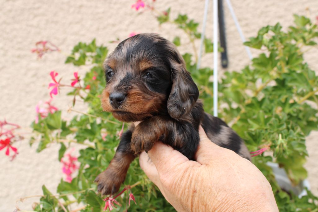 du domaine de luard - Chiots disponibles - Teckel poil long