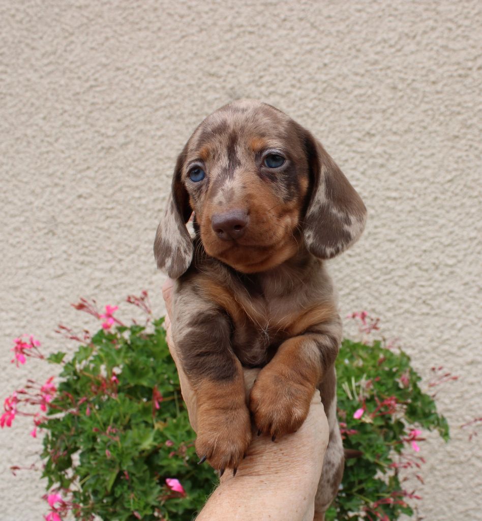 du domaine de luard - Chiots disponibles - Teckel poil ras