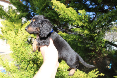 Petit mâle noir et feu teckel nain poils longs