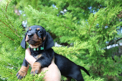CHIOT 6