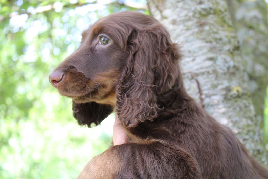 Chiot Teckel poil long du domaine de luard