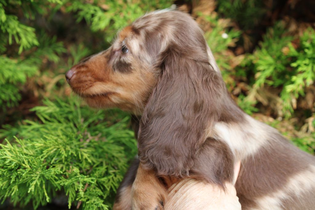 du domaine de luard - Teckel poil long - Portée née le 19/07/2025